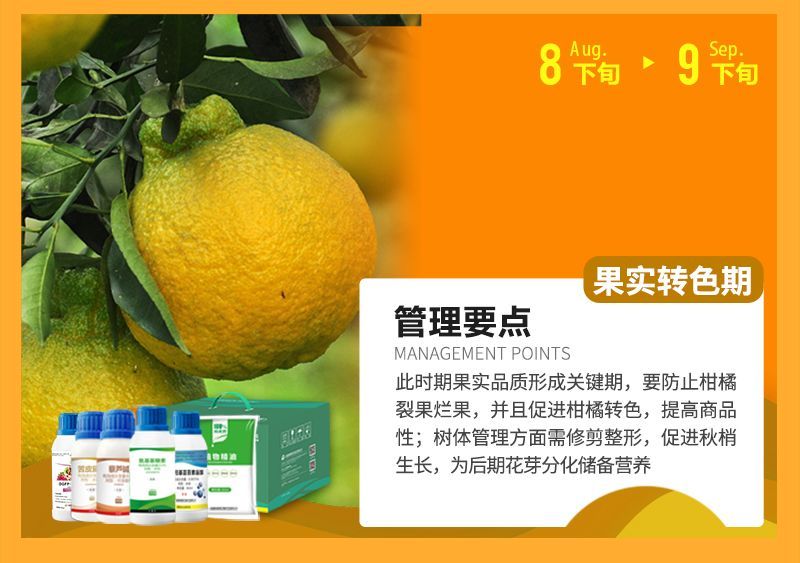 此時(shí)期果實(shí)品質(zhì)形成關(guān)鍵期，要防止柑橘裂果爛果，并且促進(jìn)柑橘轉(zhuǎn)色，提高商品性;樹(shù)體管理方面需修剪整形，促進(jìn)秋梢生長(zhǎng)，為后期花芽分化儲(chǔ)備營(yíng)養(yǎng)