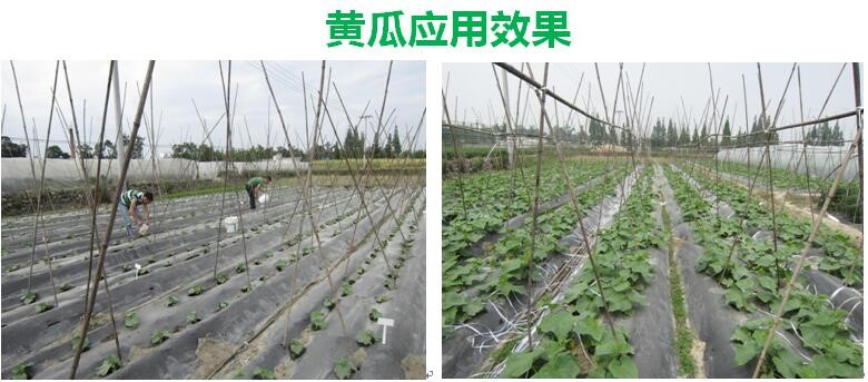 氨基寡糖素 - 植物的免疫衛士，根結線蟲的克星