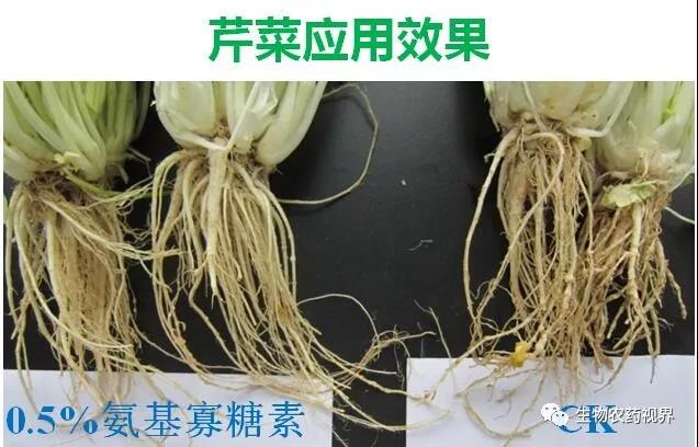 氨基寡糖素 - 植物的免疫衛士，根結線蟲的克星