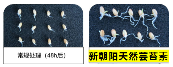 小麥拌種選新朝陽天然蕓苔素,讓小麥高產贏在起跑線上!(小麥在什么時候用蕓苔素效果最佳)