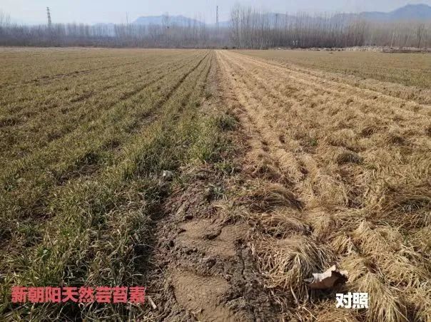 小麥拌種選新朝陽天然蕓苔素,讓小麥高產贏在起跑線上!(小麥在什么時候用蕓苔素效果最佳)