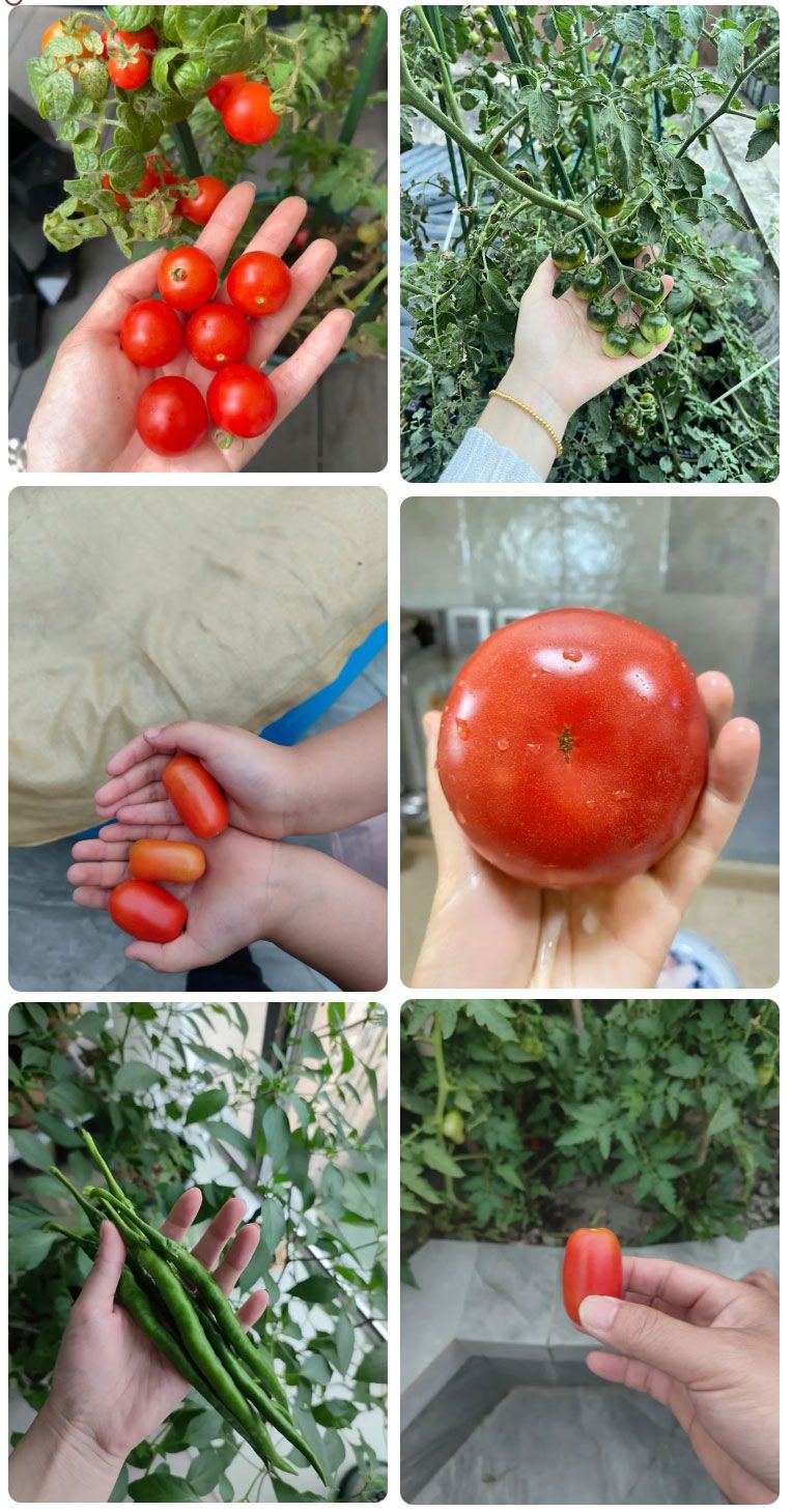 朝陽農(nóng)藝師系列活動