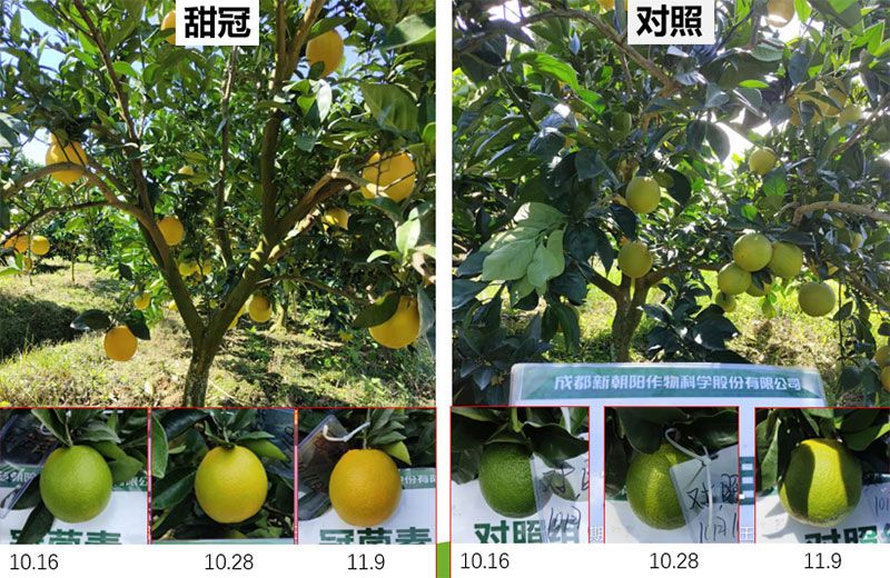 成都新朝陽COR冠菌素入選“2025中國農業重大新產品”